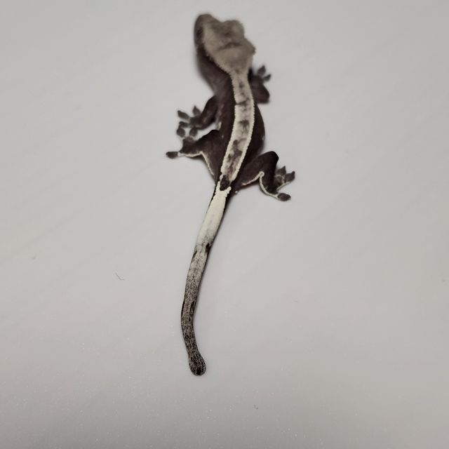 아잔틱