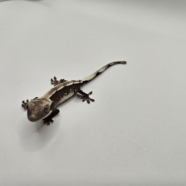 아잔틱