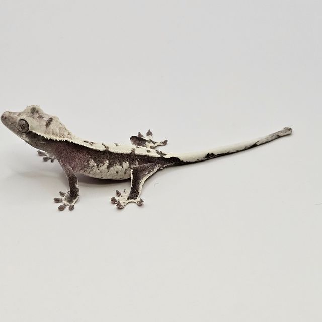 아잔틱