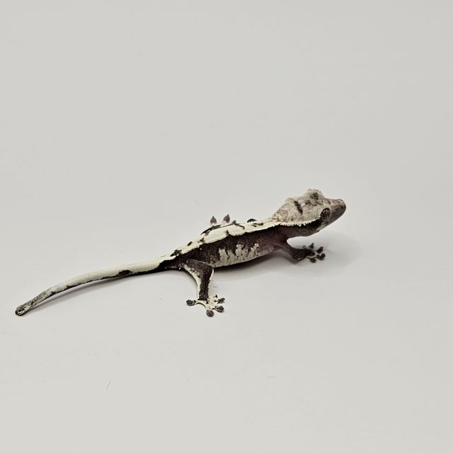 아잔틱