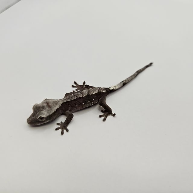 아잔틱