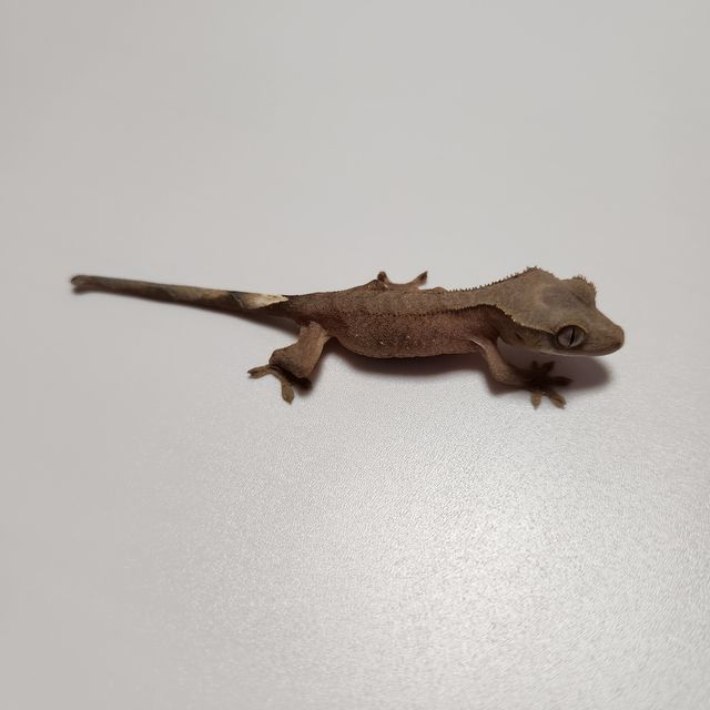 노멀 챠콜 알티
