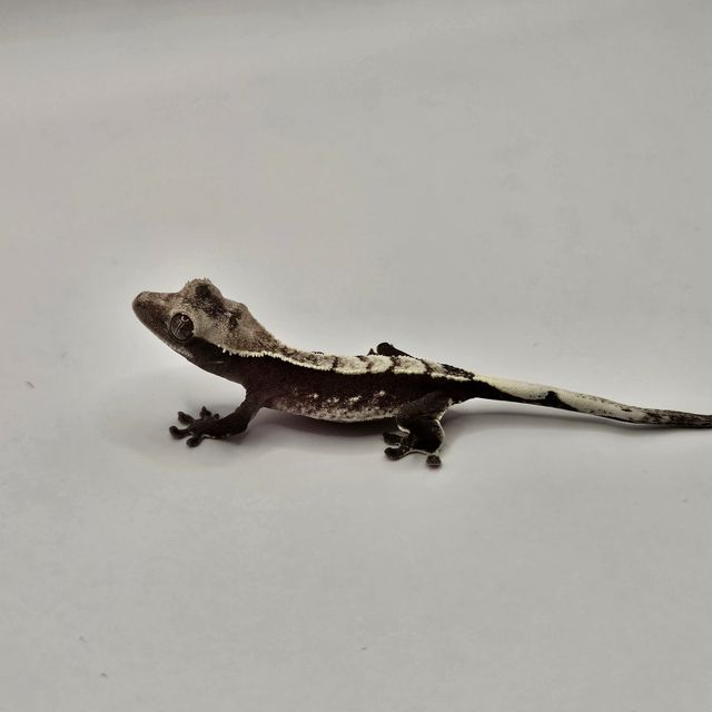 아잔틱