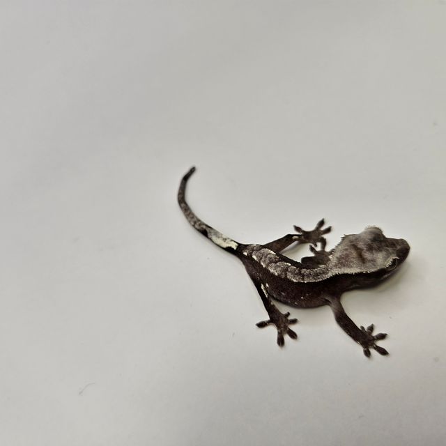 아잔틱