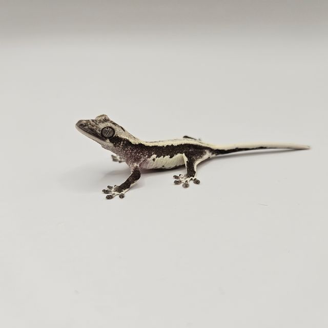릴잔틱