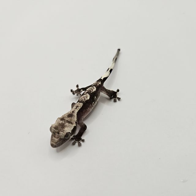아잔틱