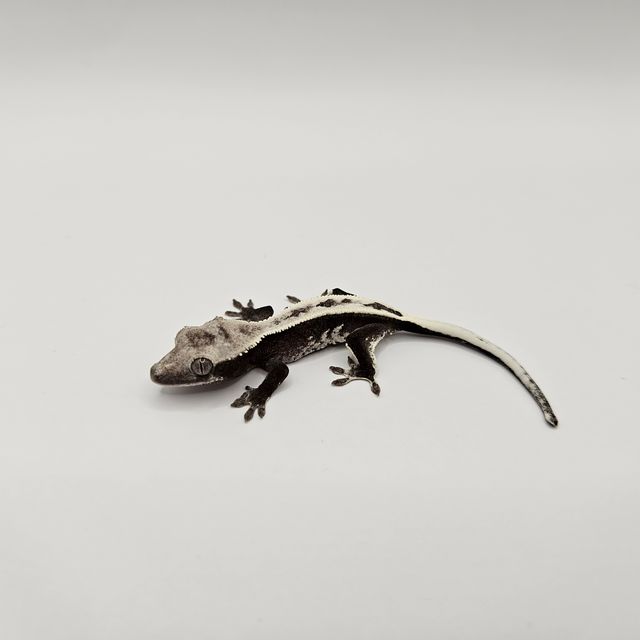 아잔틱