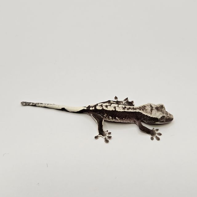 아잔틱