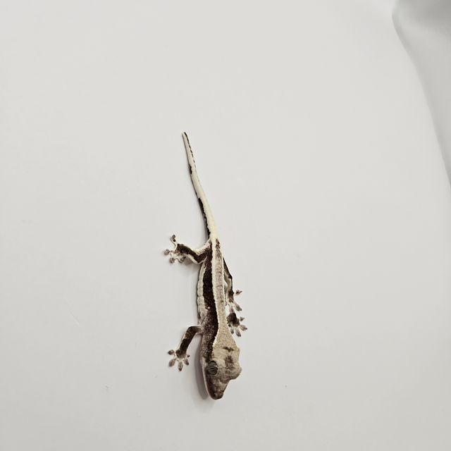 릴잔틱