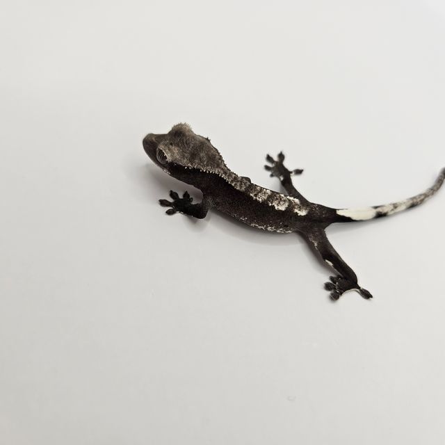 아잔틱