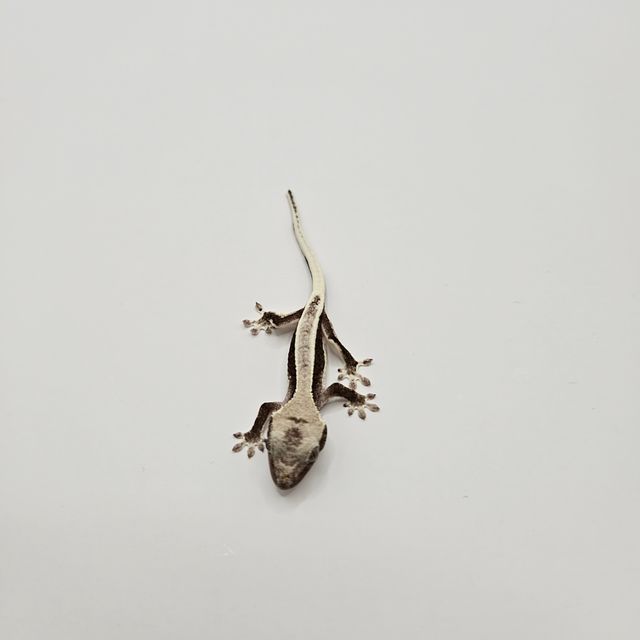 릴잔틱