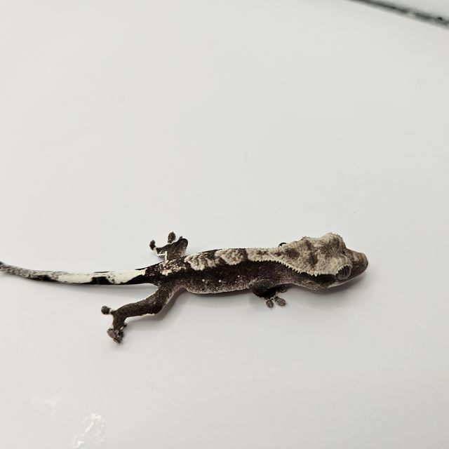 아잔틱
