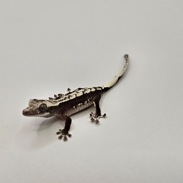 아잔틱