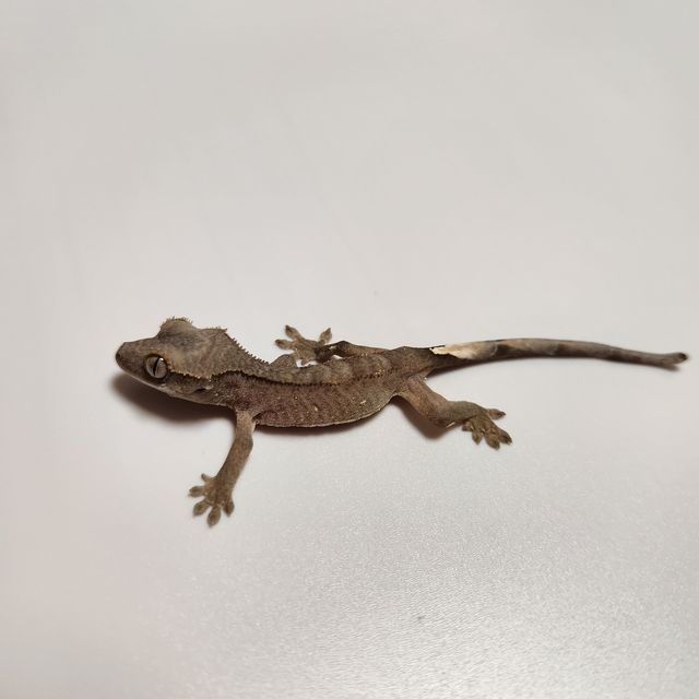 챠콜 알티