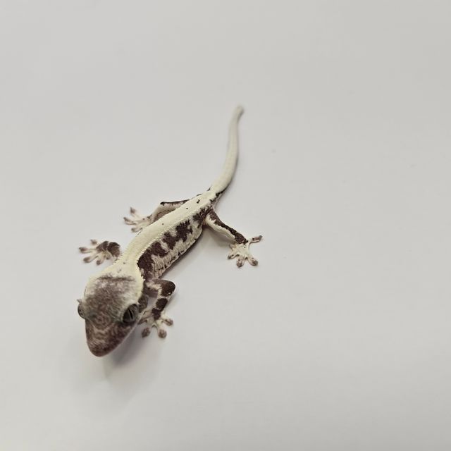 릴잔틱