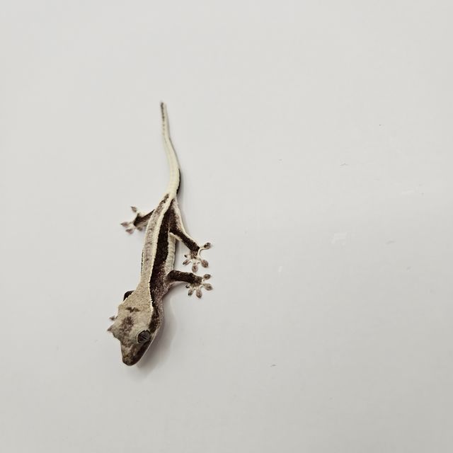 릴잔틱