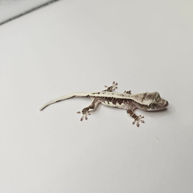 릴잔틱