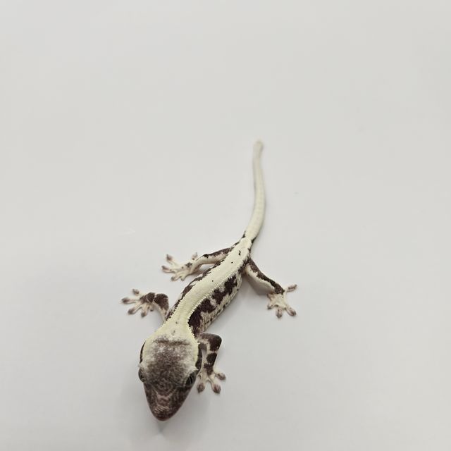 릴잔틱