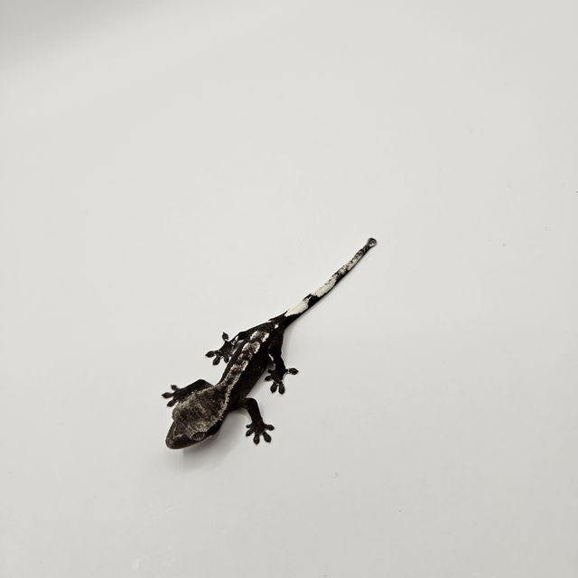 아잔틱