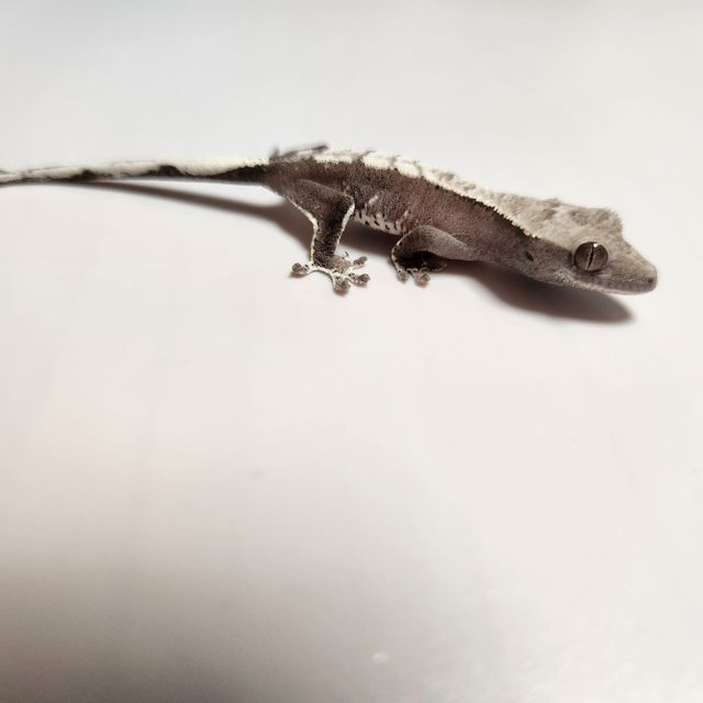 아잔틱
