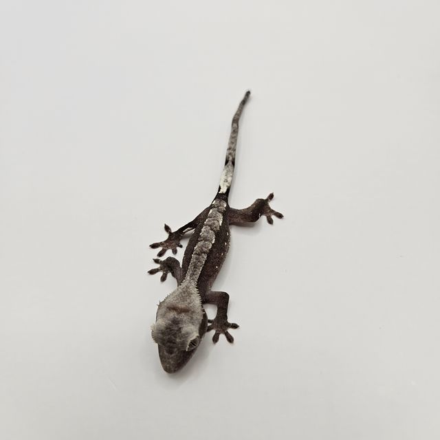 아잔틱