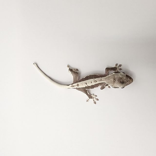 릴잔틱