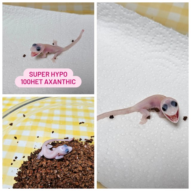 하이포 릴잔틱 아잔틱