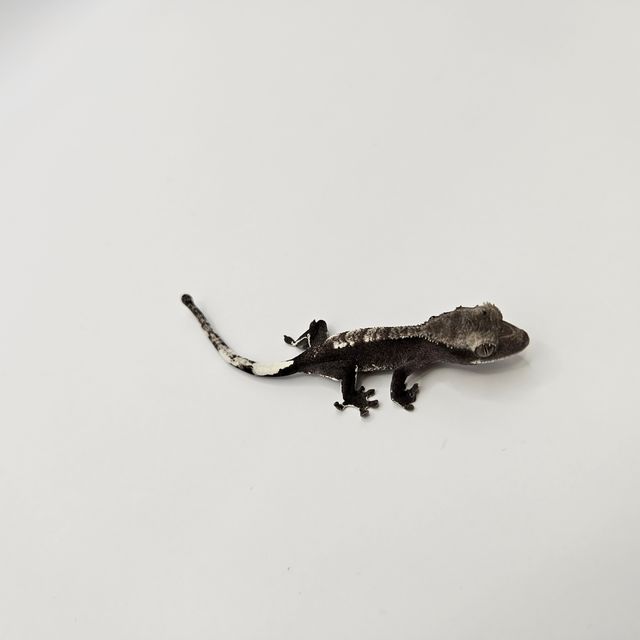 아잔틱