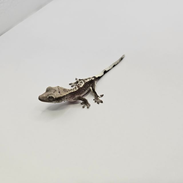 아잔틱
