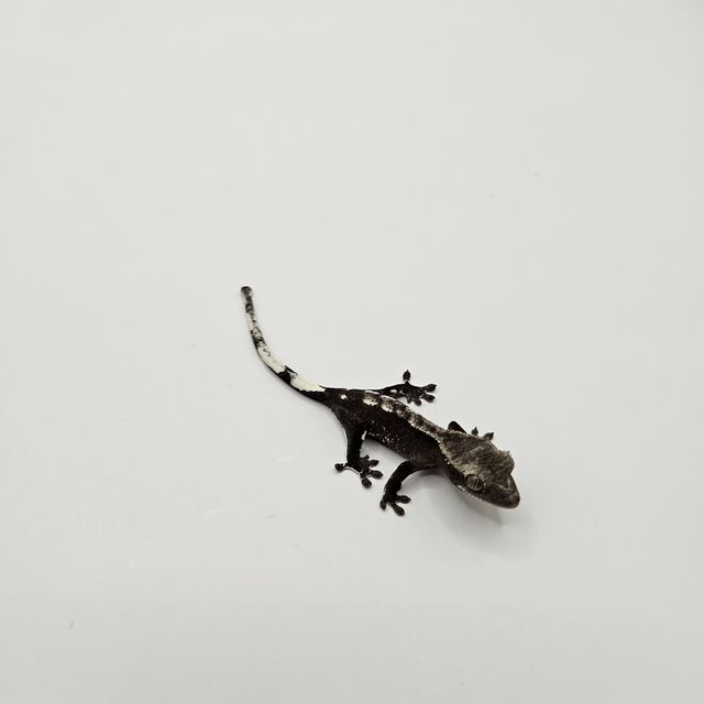 아잔틱