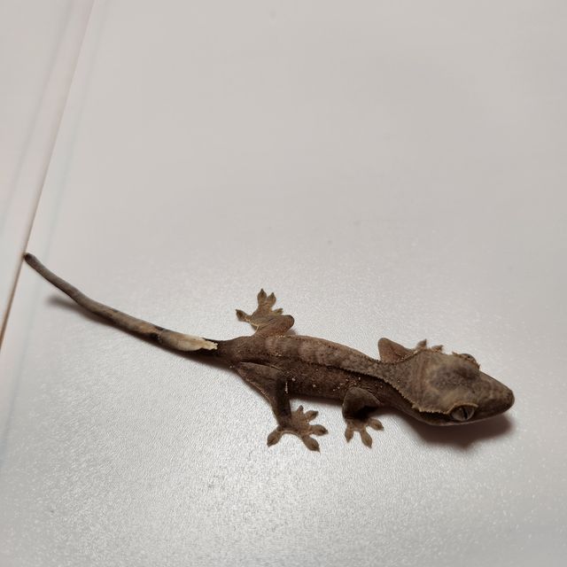 챠콜 알티