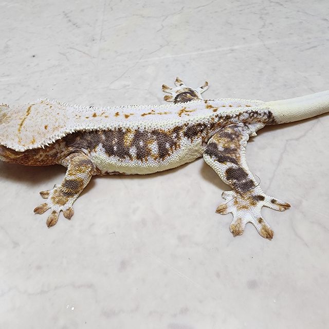 릴리화이트 트라이