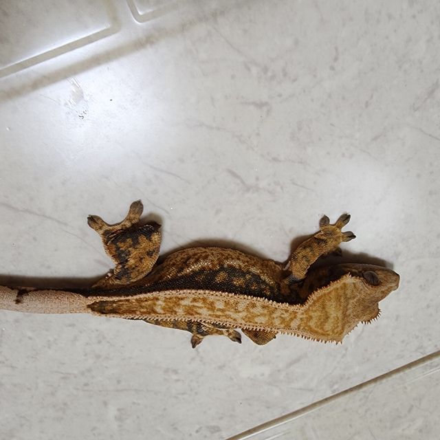 풀핀 할로윈