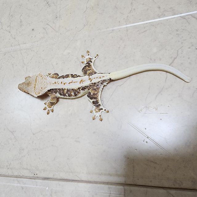 릴리화이트 트라이
