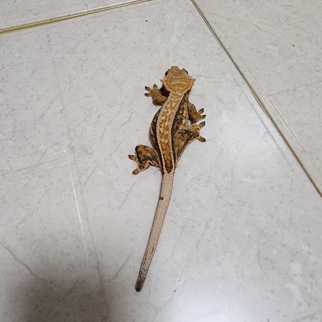 풀핀 할로윈