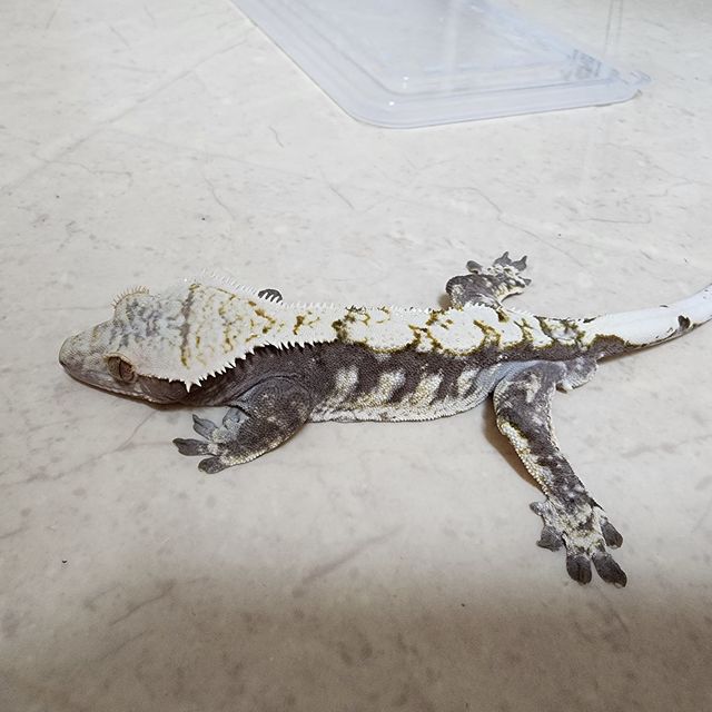 블랙 화이트