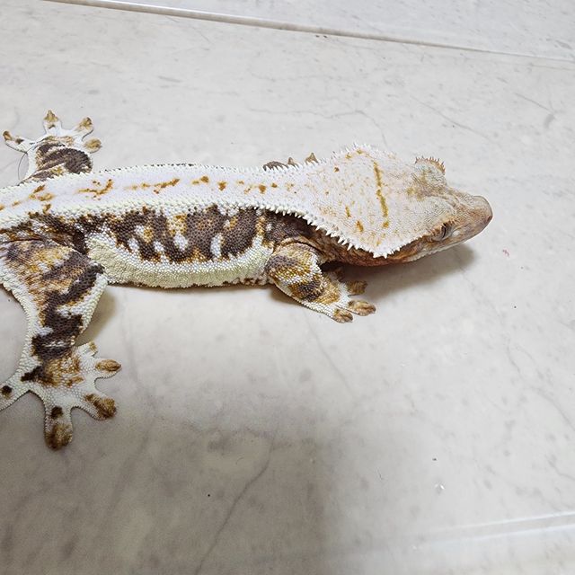 릴리화이트 트라이