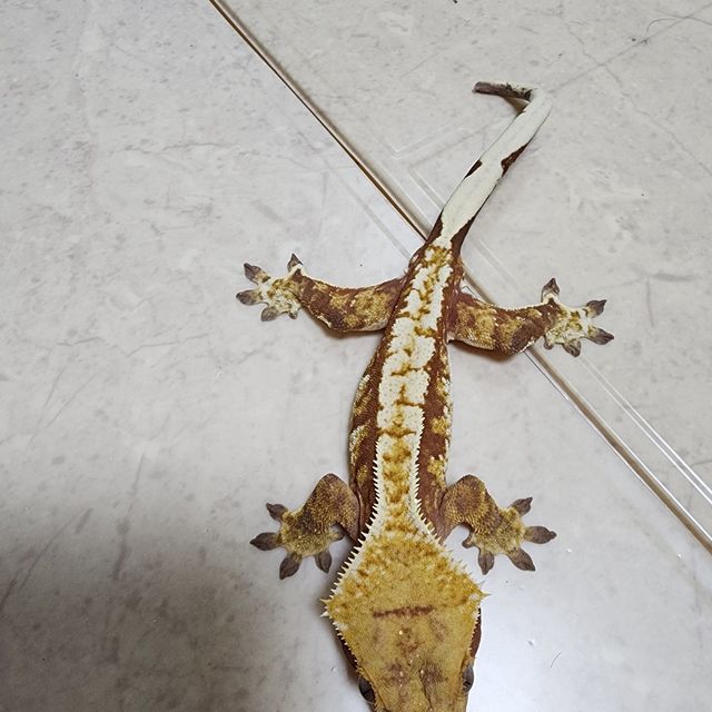 레드 트라이 익스트림할리퀸