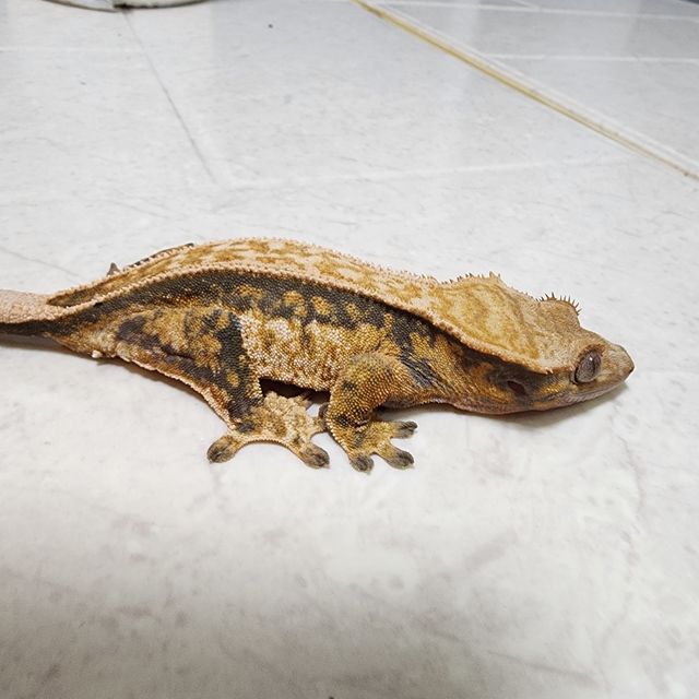 풀핀 할로윈
