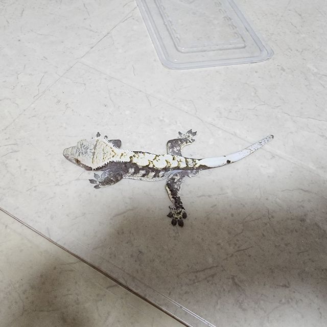 블랙 화이트