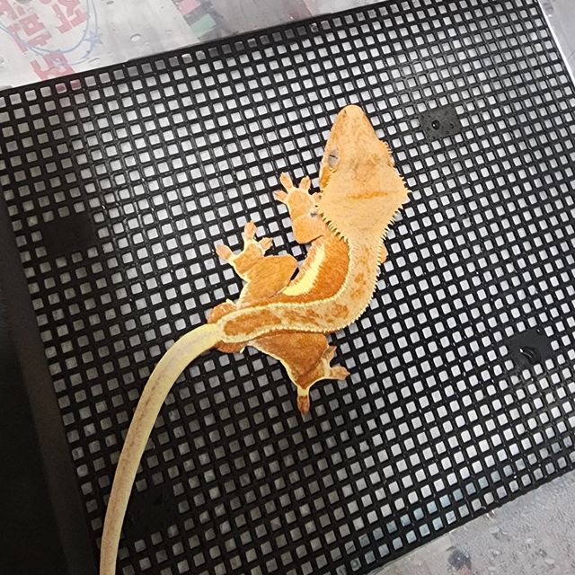 릴리화이트 팬텀