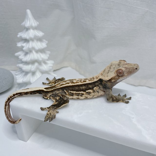 노멀 엠티백 풀핀 쿼드