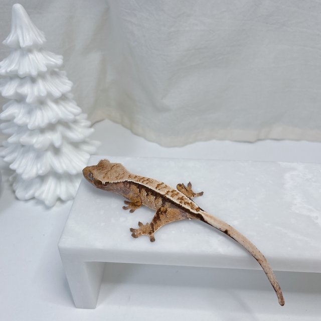 노멀 트라이 화이트스팟 화이트핀