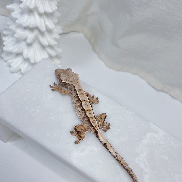 노멀 트라이 화이트스팟 화이트크라운