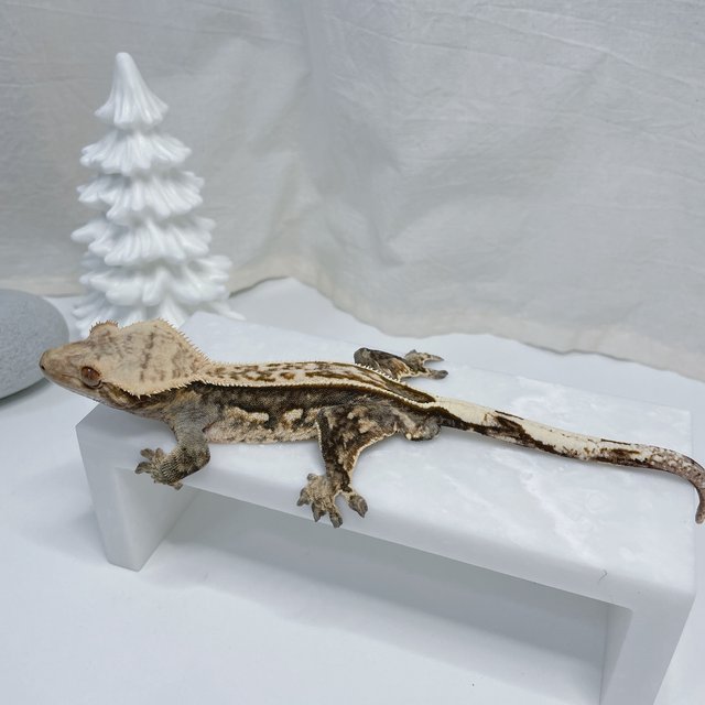 노멀 엠티백 풀핀 쿼드