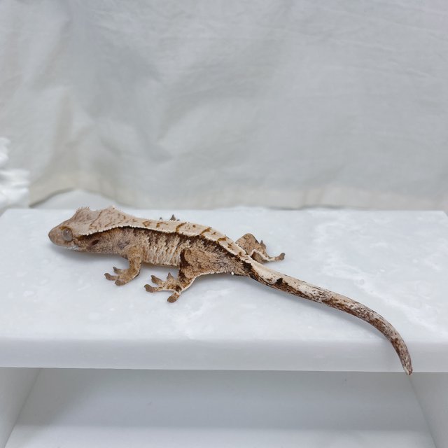 노멀 트라이 화이트스팟 화이트크라운