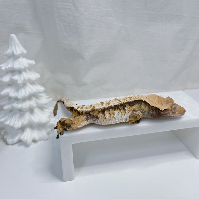 노멀 트라이 화이트 텐저린