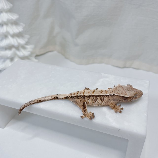 노멀 트라이 화이트스팟 화이트크라운