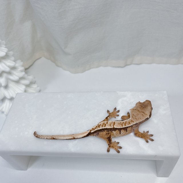 노멀 트라이 화이트스팟 화이트핀