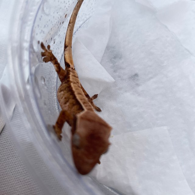 노멀 트라이 익스트림할리퀸